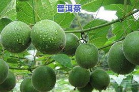 栀子花和普洱茶的区别：从口感、功效到搭配方式全面解析