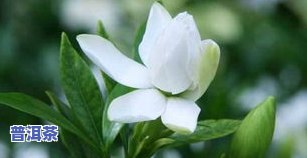 栀子花和普洱茶的区别-栀子花和普洱茶的区别是什么