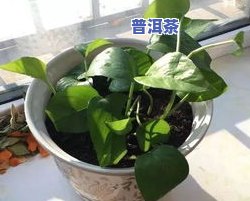 茶叶水能浇哪些花卉？适合用茶水浇灌的植物有哪些？