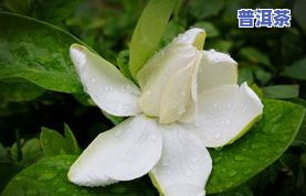 花能浇茶叶水吗？栀子花可以用茶叶水浇吗？详细教程与视频讲解