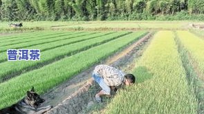 江安茶叶：从种植到销售的全方位探秘