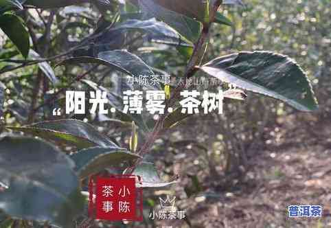 普洱茶包装纸设计图片高端大气，展现茶树风情与大气风格，全图高清展示