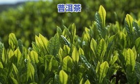 高丽贡山茶叶价格全揭秘：多少钱一斤？贡米、贡菜及其他产品价格一览