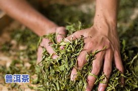 菏泽大益普洱茶供应商一览：公司、地点与全解析