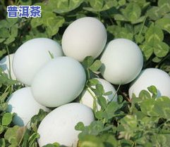 鸡嘴壳普洱茶价格2023-鸡嘴壳普洱茶价格