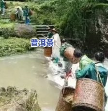 茶叶被水淹了怎么办-茶叶被水淹了怎么办小妙招