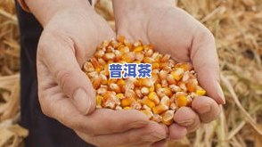 全面解析玉米普洱茶的功效、作用与禁忌