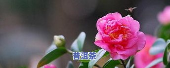 茶花生虫了怎么办？怎样防治茶花虫害？