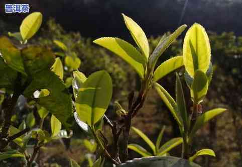 普洱茶：兰花香与蜜香的口感比较，哪一种更胜一筹？