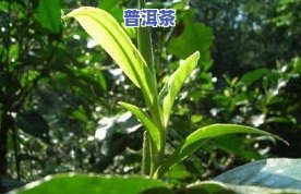 金银花普洱茶：功效与作用全解析