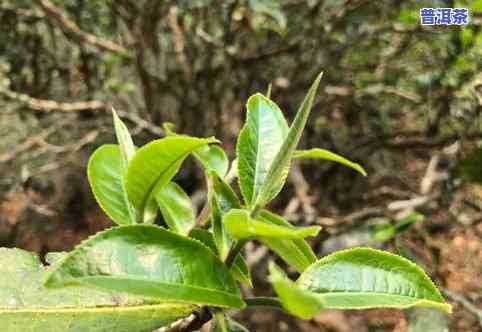 南等普洱茶口感：独特味道与珍贵古树品种的探索