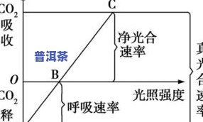 茶叶多少会影响口感？温度、浸泡时间与价格的关系，你知道吗？