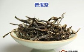 树立普洱茶-关于普洱茶树的知识大全