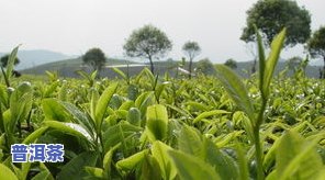 普洱茶开始种植的时间及其更佳采摘期与种植技巧