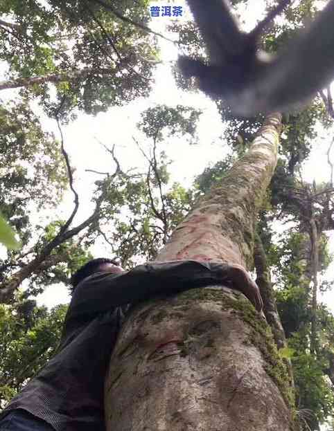 古树珍藏普洱茶价格表-古树珍藏普洱茶价格表和图片