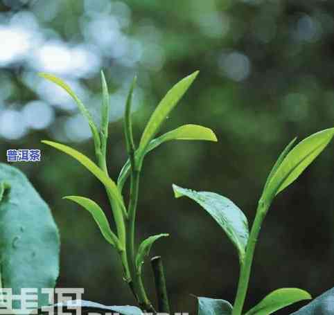 普洱茶有腥草味道怎么办-普洱茶有腥草味道怎么办啊