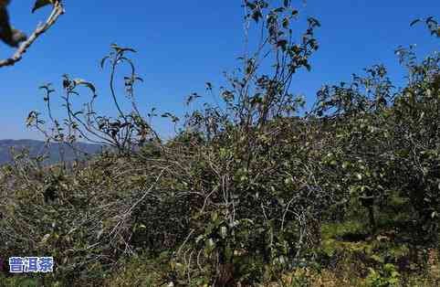 探索广东仓普洱茶的仓味：特点与可饮用性