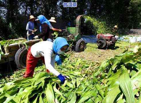 普洱茶第二次采摘的时间：采摘、制作全过程解析