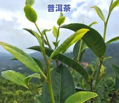 茶叶的枞是什么意思-茶叶中的枞是什么意思