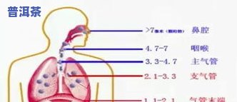 普洱茶过浓：坏处多多，头晕影响肝功？