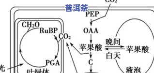 普洱茶过浓过多会有何影响？探讨浓度过高对身体的影响及是否适宜饮用