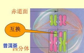 “茶叶白化：定义、症状与图片解析”