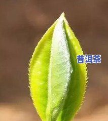 茶叶草青是什么意思-茶叶草青味道