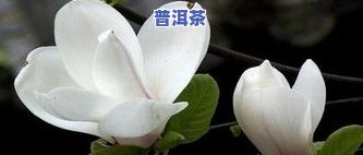 玉兰普洱茶-白玉兰普洱茶