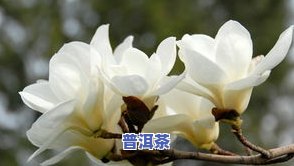 玉兰普洱茶-白玉兰普洱茶