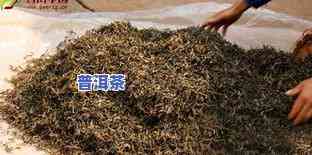 普洱茶的试制：从原料到成品的全过程解析