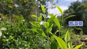 普洱茶寻甸-普洱茶寻源