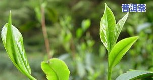 要茶叶不？茶叶需用开水泡吗？喝茶一定要加茶叶吗？