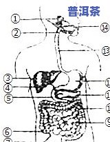 探究普洱茶助消化的原理及其作用：详细图解