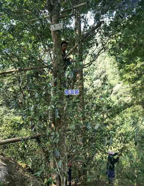 易武张家湾普洱茶：探寻古树茶的价格与村庄故事