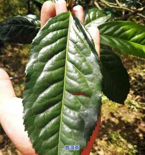 青海古树普洱茶功效和作用-青海古树普洱茶功效和作用及禁忌