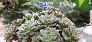 茶叶石花是什么意思-石茶花是啥