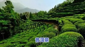 四川种植普洱茶吗？哪些地区适合种植茶叶？