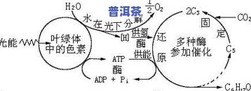 茶叶对真菌的作用：视频详解与实证