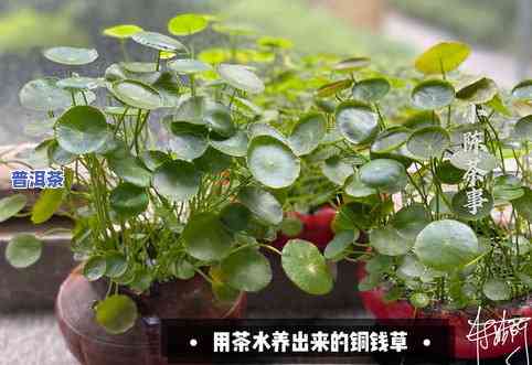 没泡过茶叶能种花吗-没泡过茶叶能种花吗视频