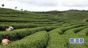 出名的普洱茶山头：探寻顶级茶叶产地与品种