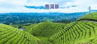 鹤峰茶叶有哪些-鹤峰茶叶有哪些好