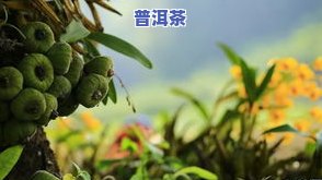 普洱茶7528-普洱茶7581和7572哪个好