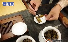 大白菜普洱茶是哪个厂-大白菜普洱茶是哪个厂生产的