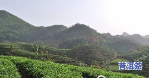 潜山普洱茶-潜山 茶叶