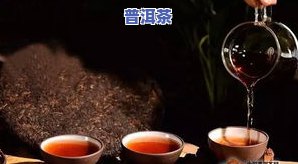 每天一款普洱茶小知识：探索普洱茶的世界，从基本常识到深入了解