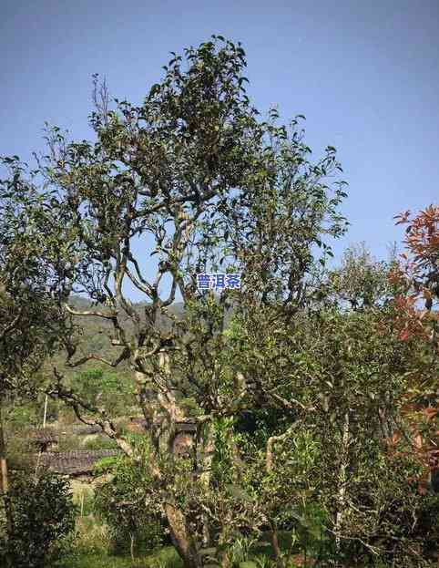 景迈大寨古树价格及优缺点解析：2019年景迈山大寨茶的全面考察