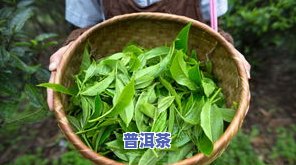 普洱茶萎凋是什么意思-普洱茶萎凋是什么意思啊