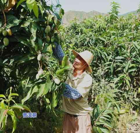 普洱茶从采摘到出成品需要多久时间？全程解析