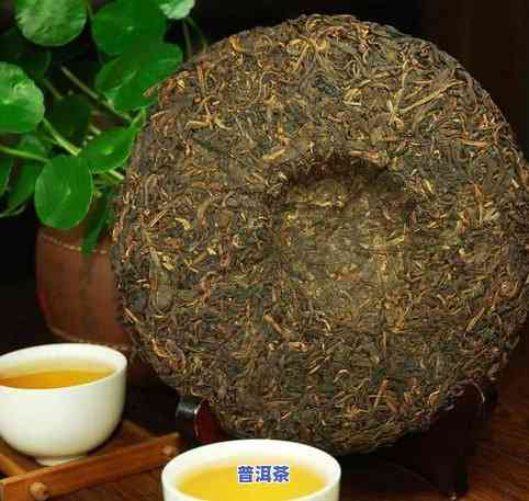 普洱茶分类肉桂-普洱茶分类肉桂和什么