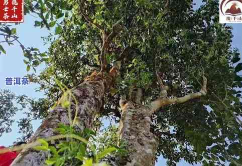 珠海古树普洱茶推荐及保护办法全解析